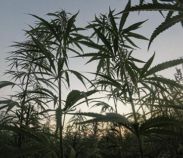 Export Medicinal Cannabis 