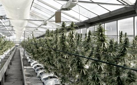 medicinal cannabis