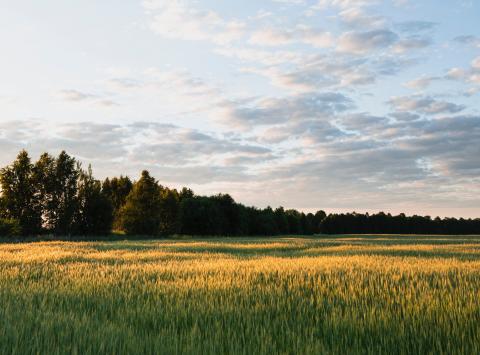 Nye kategoriseringer for Land- og skovejendomme er nu udsendt