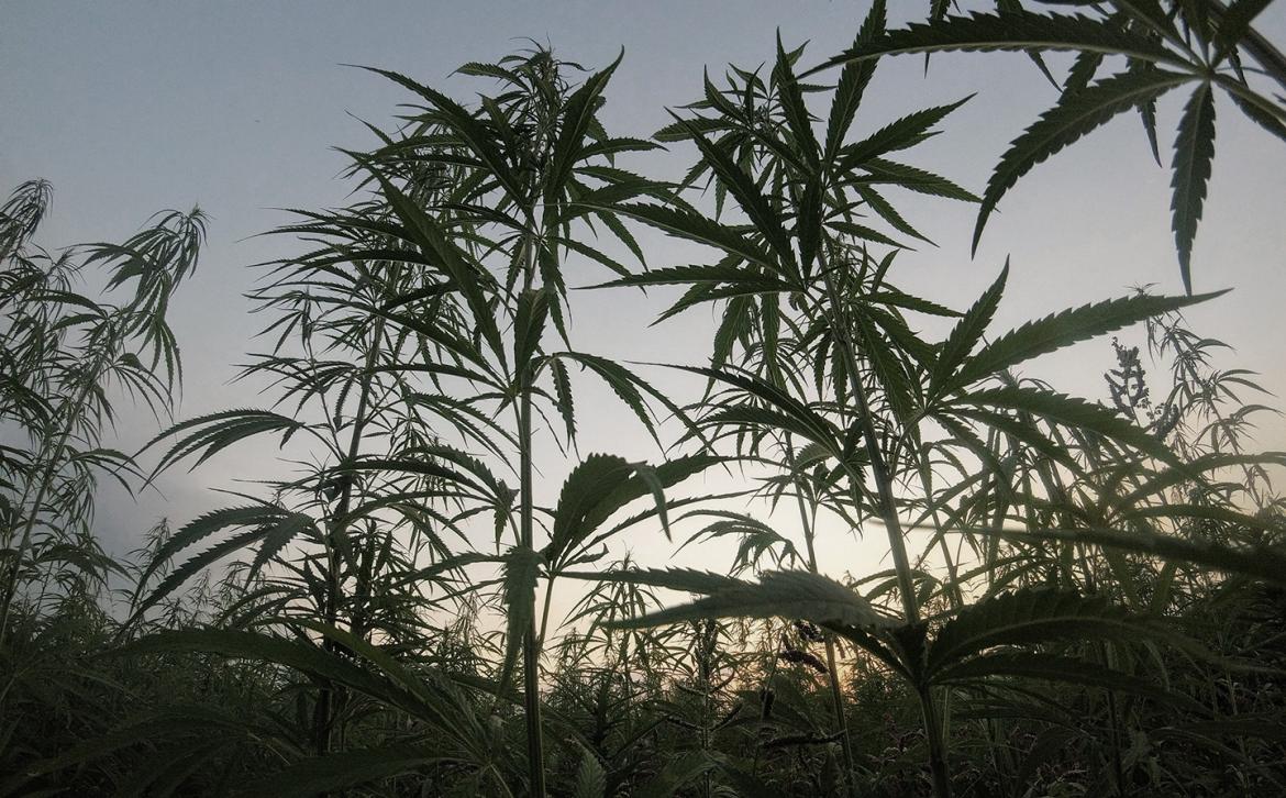 Export of medical cannabis Export of medical cannabis