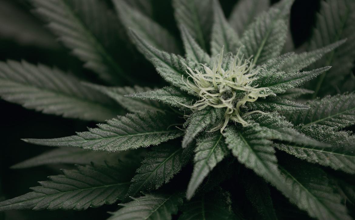 The Danish medical cannabis pilot programme creates new business opportunities The Danish medical cannabis pilot programme creates new business opportunities