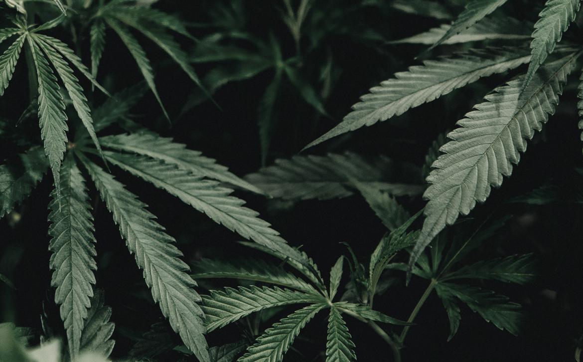 Latest updates regarding medical cannabis