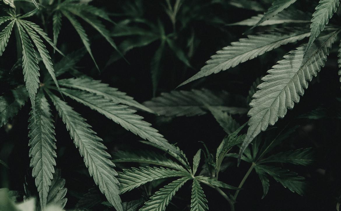 Latest updates regarding medical cannabis Latest updates regarding medical cannabis