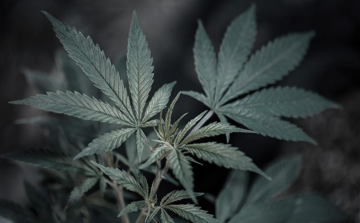 Danish licenses for medicinal cannabis Danish licenses for medicinal cannabis