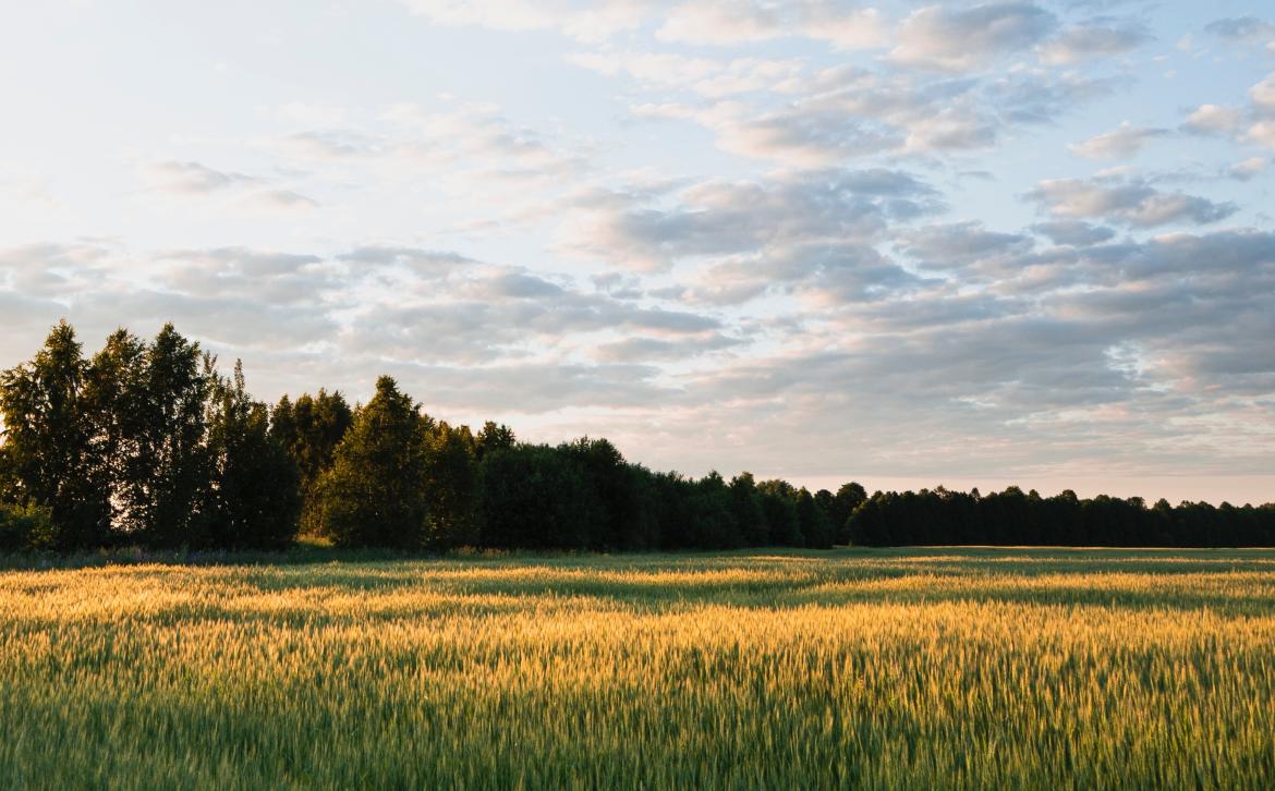 Land- og skovejendom Land- og skovejendom